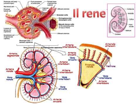 Schema semplificato del rene