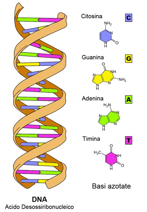 Illustrazione stilizzata di una molecola di DNA e cellule della pelle