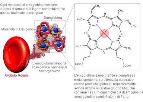 Diagramma che illustra il ruolo del ferro nella produzione di emoglobina e nel trasporto di ossigeno ai tessuti.