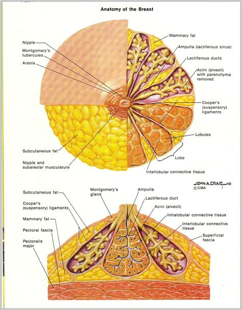 Anatomia del seno femminile con evidenziati capezzolo e areola