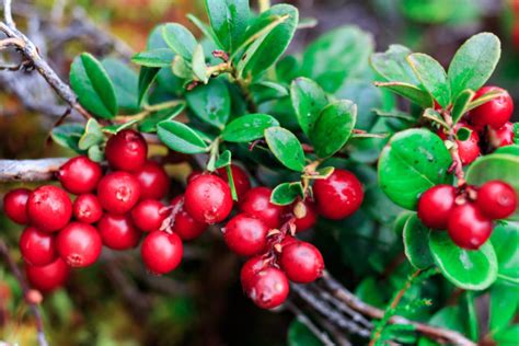 Componenti naturali del siero: limone, uva ursina, ulivo
