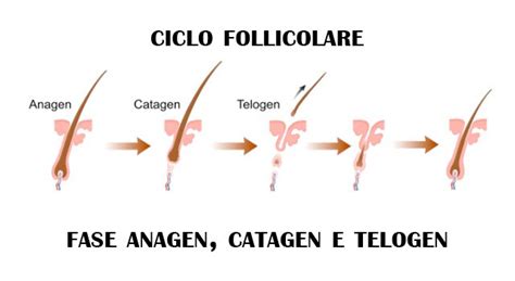Illustrazione schematica del ciclo di vita del capello: fase anagen, catagen, telogen