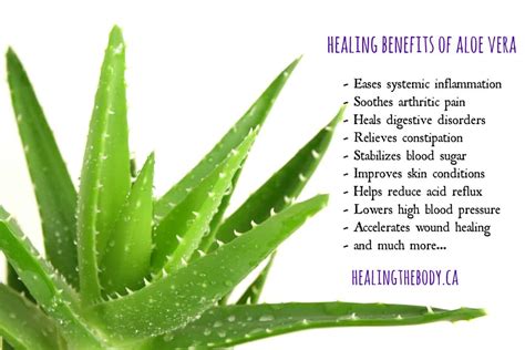 Aloe vera plant and its benefits