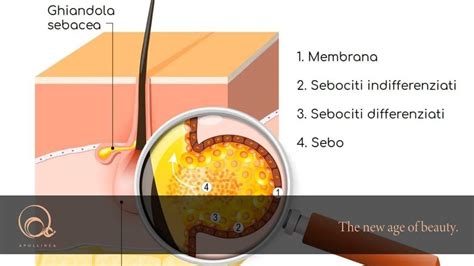 Diagramma che illustra l'effetto degli ormoni sulle ghiandole sebacee