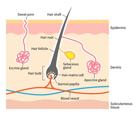 Diagramma del follicolo pilifero e dell'alopecia areata