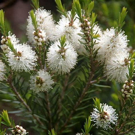 Foglie di Melaleuca alternifolia