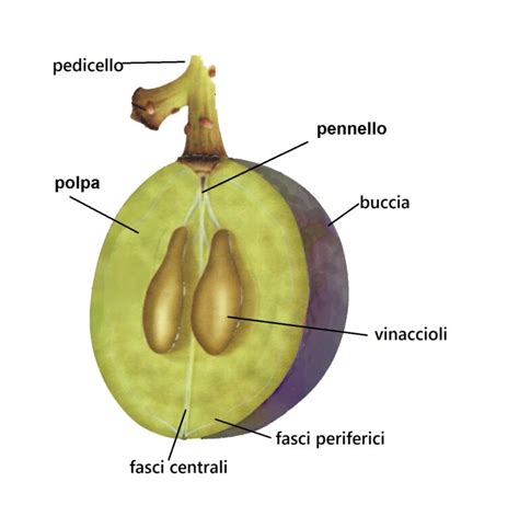 Immagine che mostra i vinaccioli d'uva e i polifenoli