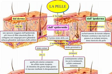 Schema di azione del collagene sulla pelle