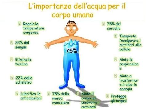 Corpo umano composto da acqua