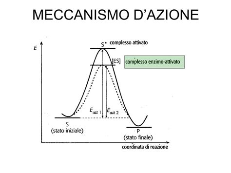 Meccanismo d'azione degli enzimi sulla pelle