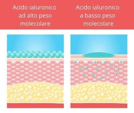 Diagramma che illustra l'azione dell'acido ialuronico a basso e alto peso molecolare sulla pelle