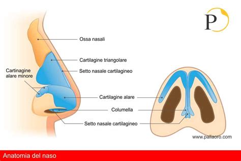 Diagramma della struttura ossea del naso umano