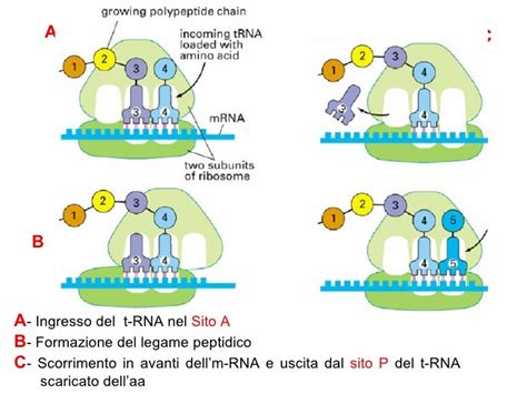 Diagramma che illustra il meccanismo d'azione dell'acido fusidico sulla sintesi proteica batterica