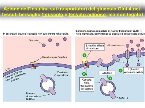 Diagramma che illustra l'azione del tacalcitolo sui cheratinociti