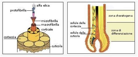 Infografica che illustra la struttura del capello e l'azione degli ingredienti sulla cuticola