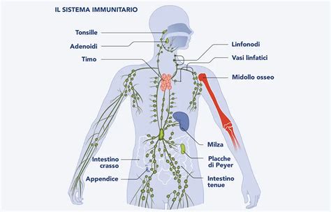 Diagramma che illustra il sistema immunitario e la sua risposta alle infezioni virali
