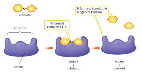 Struttura molecolare di un enzima