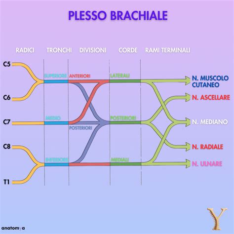 Schema del plesso brachiale con evidenziazione del nervo radiale