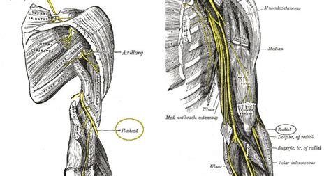 Diagramma anatomico che mostra il decorso del nervo radiale e i suoi rami principali nell'avambraccio
