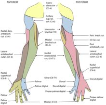 Illustrazione anatomica che mostra le aree di innervazione cutanea del nervo radiale