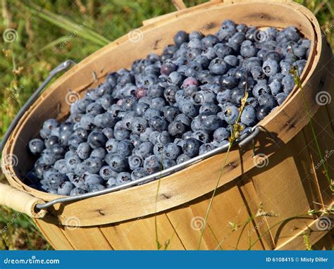 Mirtilli freschi in un cestino