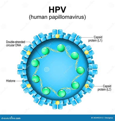 Schema del virus HPV