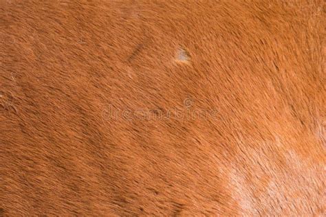 VETERINARIO CHE ESAMINA LA PELLE DI UN CAVALLO