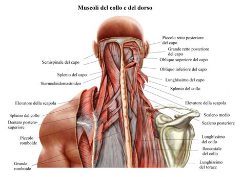 Diagramma del collo umano con evidenziate le principali strutture anatomiche
