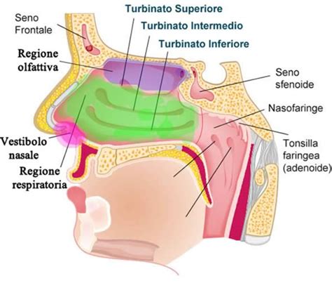 Diagramma che mostra le diverse parti del naso