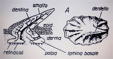 Schema di scaglia placoide