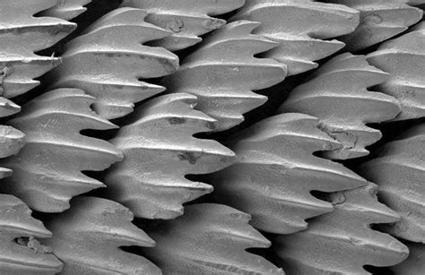 Modello di superficie ispirata alla pelle di squalo