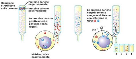 Schema di funzionamento della cromatografia elettrocinetica micellare