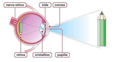 Schema del funzionamento della luce pulsata sull'occhio