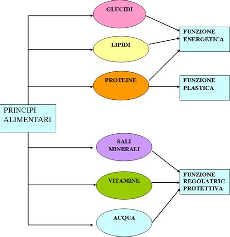Diagramma degli ingredienti attivi e delle loro funzioni