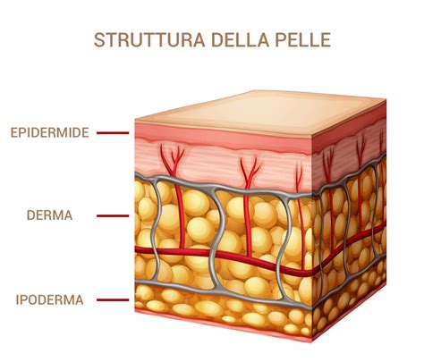 schema che illustra i diversi strati della pelle e la profondità di azione dei peeling