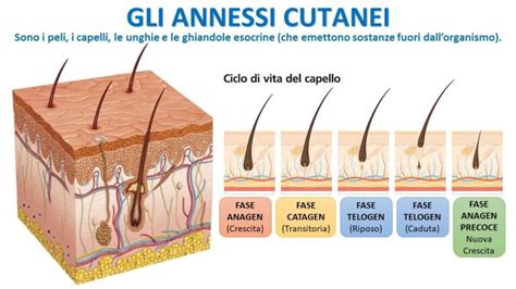 Diagramma che illustra le diverse aree della pelle e degli annessi cutanei