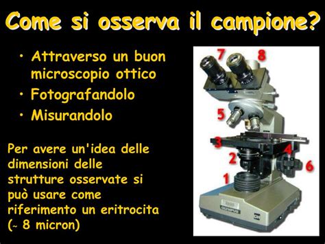 Microscopio ottico utilizzato per l'analisi istologica di campioni cutanei
