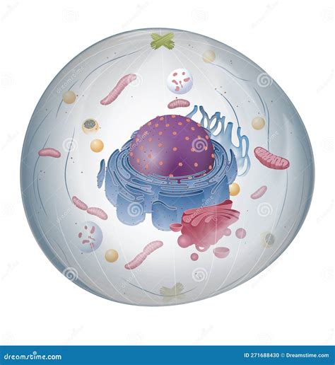 Immagine stilizzata di una cellula cutanea sana