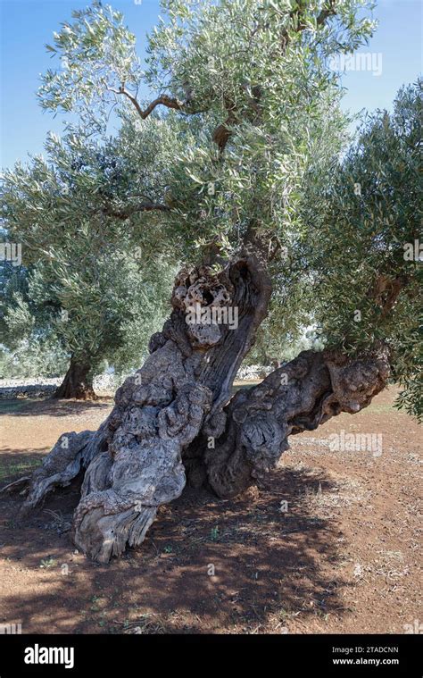 Ulivo secolare con olive