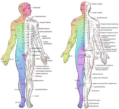 Diagramma della distribuzione dei dermatomeri sul corpo umano