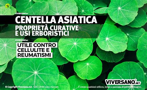 Illustrazione della Centella Asiatica e delle sue proprietà rigenerative