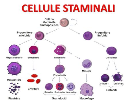 Illustrazione di cellule staminali vegetali