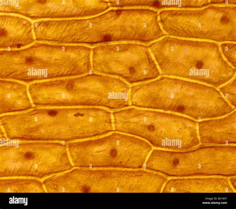 Cellule epidermiche della pelle