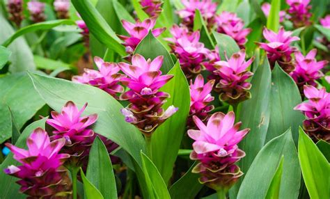 Pianta di Curcuma