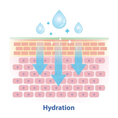 Diagram showing skin layers and hydration