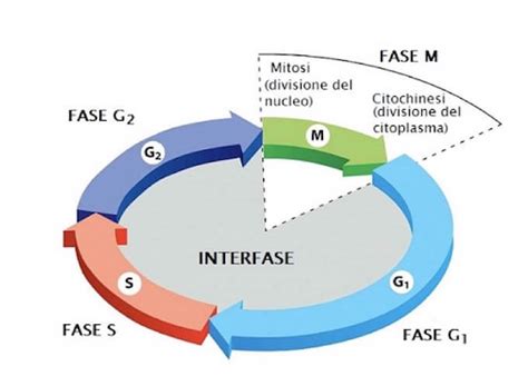 Schema che illustra il ciclo di rigenerazione cellulare notturno della pelle