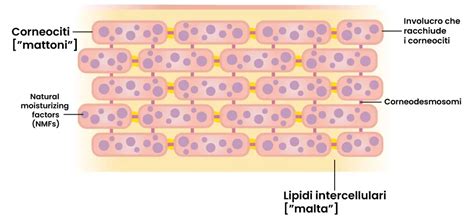 Schema della barriera cutanea e degli effetti di un pH elevato