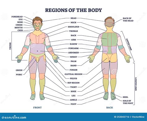 Schema anatomico delle zone del corpo con indicazione dei rischi associati all'uso di creme depilatorie