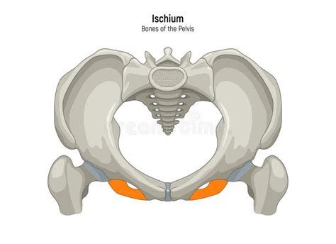 Diagramma illustrativo del funzionamento della diatermocoagulazione