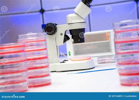Microscopio con campione biologico